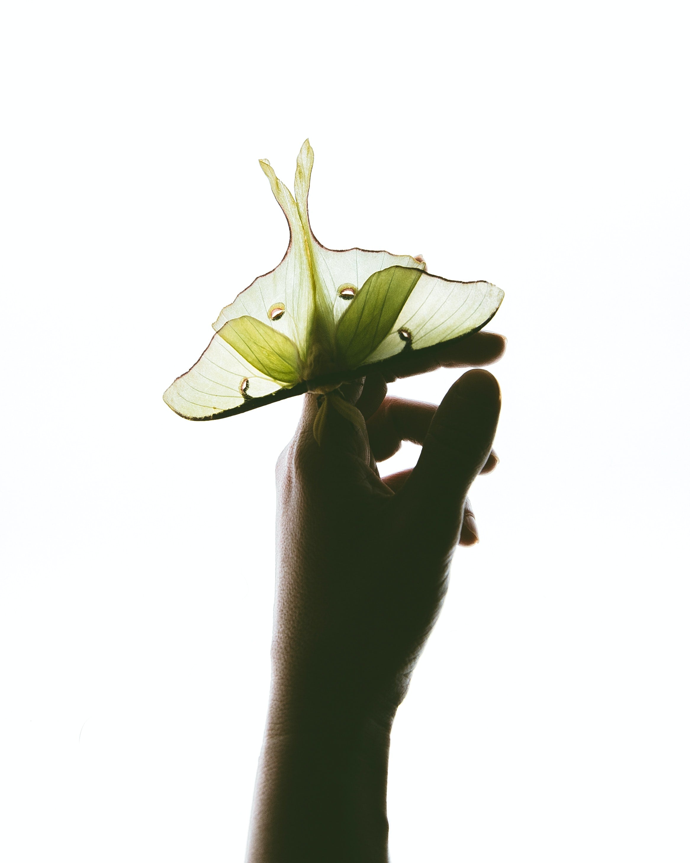 A green moth sits on a hand. 